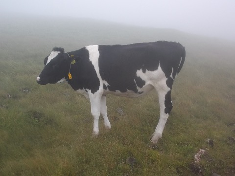 霧の中から突然、猛牛が！