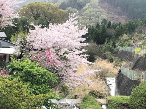 蓑毛の里山風景　神奈川にもまだこんなに素晴らしい里山が残されている