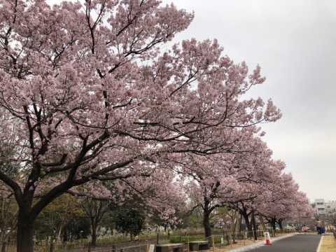 蘆花公園の桜
