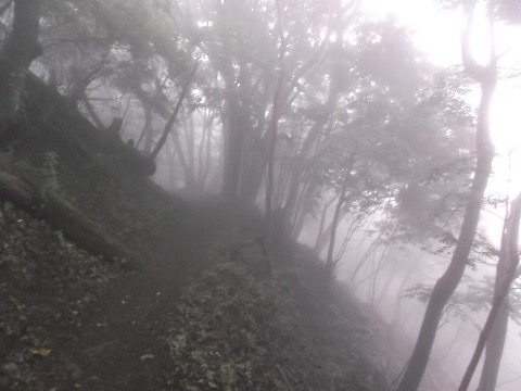 深い霧の中、快適なトレイルを下る。