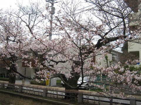 自由が丘の桜、大分開花してきました。