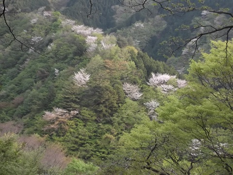 途中見事な桜　新緑とのコントラストが見事