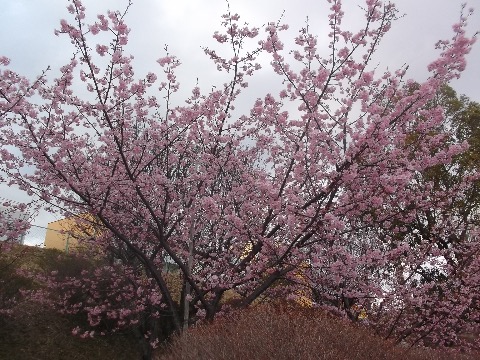 緋寒桜が満開