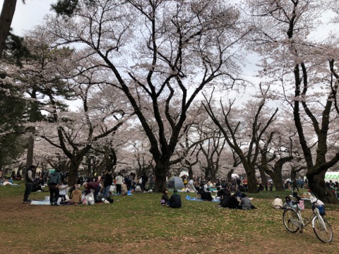 小金井公園