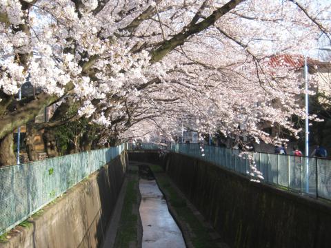 井の頭公園を過ぎ
神田川に入ると
満開の桜が・・。