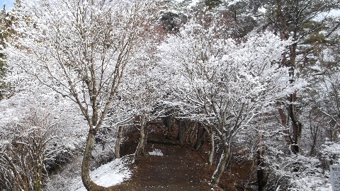 大倉尾根　昨日降った雪で　きれいな雪が