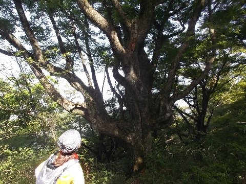三国山付近のブナの巨木