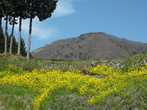 菜の花と矢倉岳