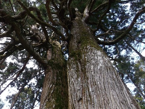 樹齢４００年の弘法杉