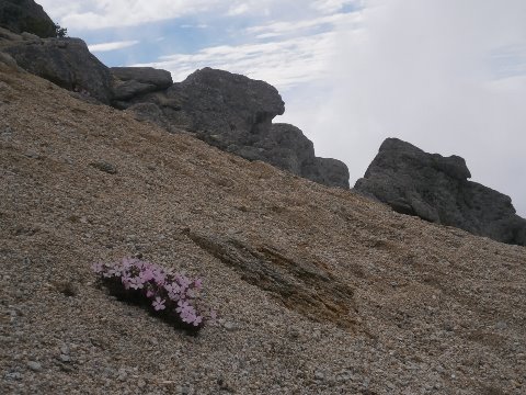 こんな砂礫の上にも　健気に咲いている　タカネビランジ