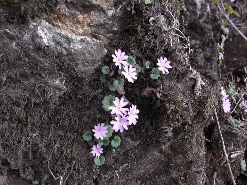 丹沢の名花　コイワザクラ