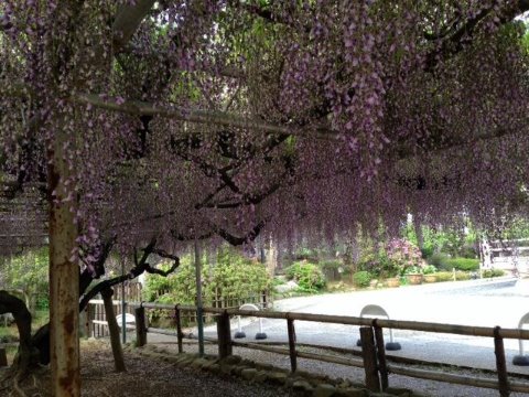 ご近所のお寺まで藤を見に行く