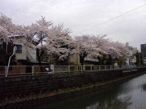 真間川沿いの桜　その1