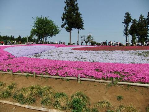 羊山公園の芝桜