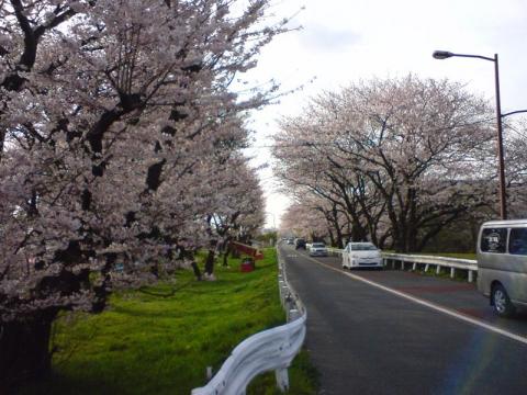 水門付近の桜その1