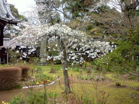 10kmペース走と弘法寺の桜見物