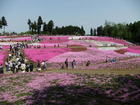 芝桜（写真満載）