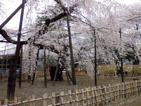 10kmペース走と弘法寺の桜見物