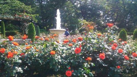 里見公園のバラ4