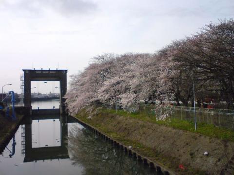 水門付近の桜　その2