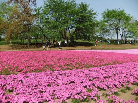 芝桜（写真満載）