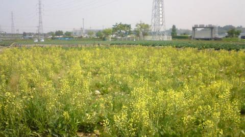 矢切の畑にさく菜の花