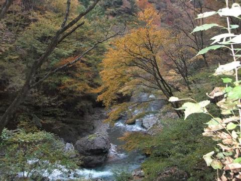 中津峡の紅葉。赤く色づいているところもけっこうあります。見頃です。