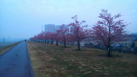 今朝の河津桜
冷凍保存で長持ち中か？