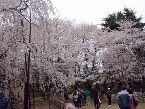 10kmペース走と弘法寺の桜見物