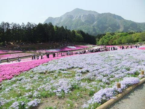 芝桜（写真満載）