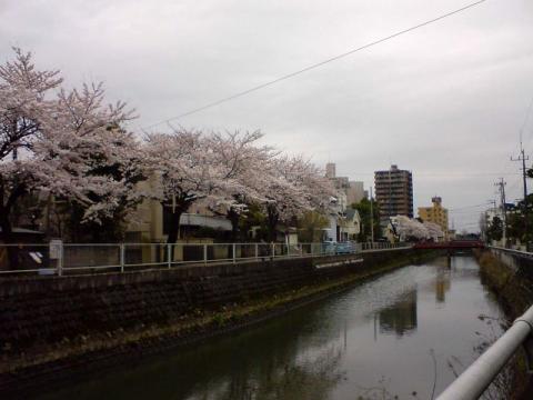 真間川沿いの桜　その2