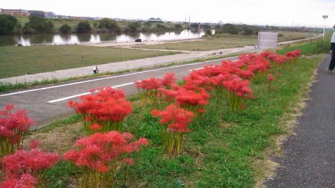三郷付近の江戸川土手
ちょっとまとまって咲いている彼岸花