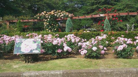 里見公園のバラ
以下数枚