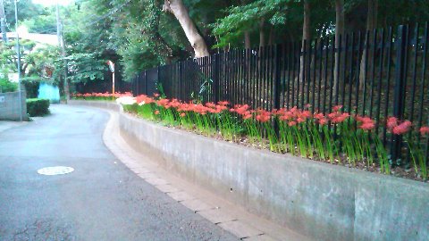 里見公園裏の裏道に咲く彼岸花