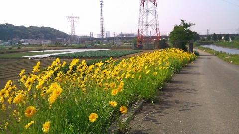 水路脇に咲く花