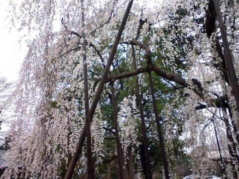 10kmペース走と弘法寺の桜見物