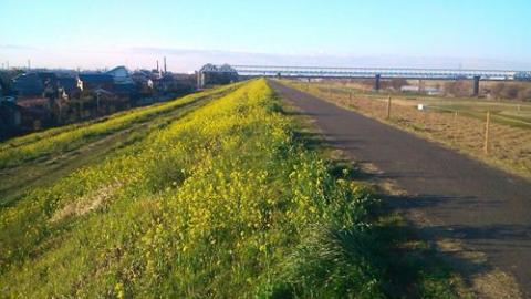 おぉっ！菜の花ロード？
春ですねぇ～