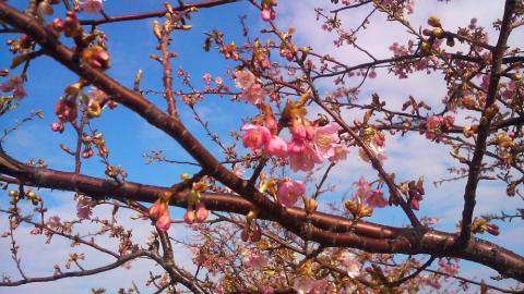 河津桜を楽しみにBUハーフ走