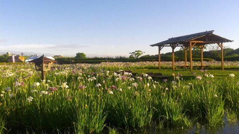 小岩菖蒲園の菖蒲　見頃です。