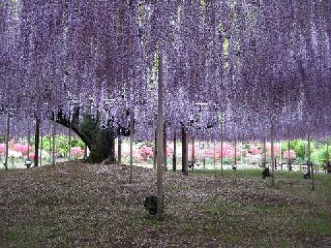 あしかがフラワーパークの大藤。