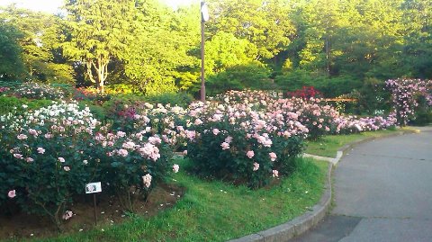 里見公園のバラが見頃を向かえています