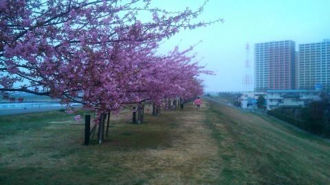 河津桜、いいですね♪