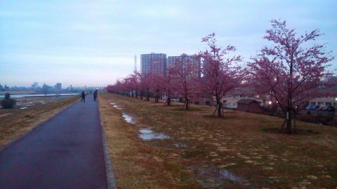 今朝の河津桜
見頃は過ぎたよう。