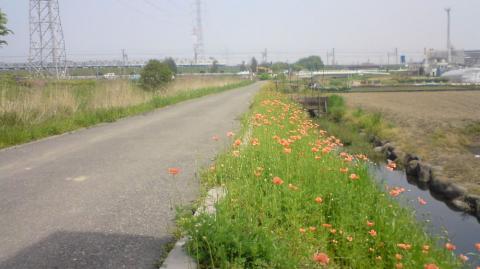 矢切の田園風景