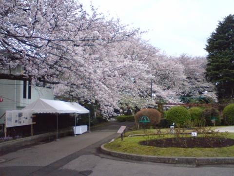 里見公園の桜　その2