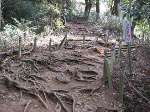 気をつけないと木の根っこに足を引っかけてしまう。