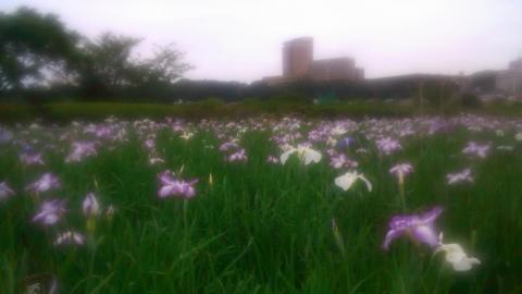 小岩菖蒲園のショウブは7分咲
（汗でケータイのレンズが曇っていたみたい）