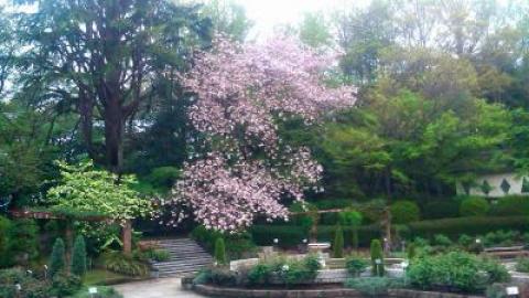 里見公園の桜？？