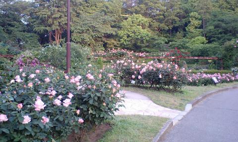里見公園のバラ
だいぶ開花が進んでいます。来週末頃が見頃か？