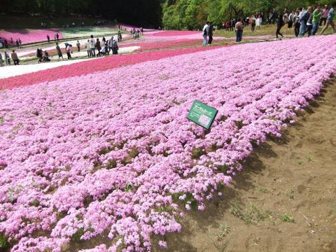 芝桜（写真満載）